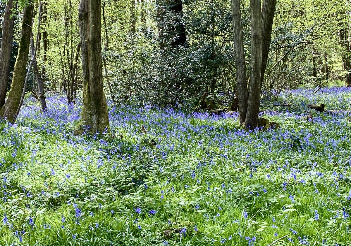 Now I know Spring has arrived @DigiGranBiz @BellverMj @FopianoJoy @s4r4h_l @23Hil @JonNormanDesign @IANGPhotographR @Flo_summer @GardenByTheSea @christinedemar @jillwebbwords @FreyaSnowball @jillbrown231 #spring #woods #flowerphotography @PengMa6 @Susiekeane4 @gower_gardener