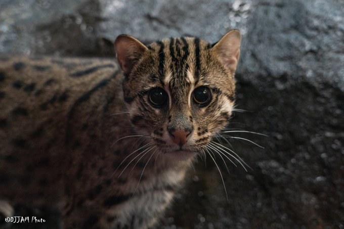 Research conducted with Cincinnati Zoo's CREW scientists may improve the health of vulnerable fishing cat populations! Genetic analysis identified a gene mutation that is common to fishing cats that develop bladder cancer. Learn more: ow.ly/G6L850Rfpnx #Caturday