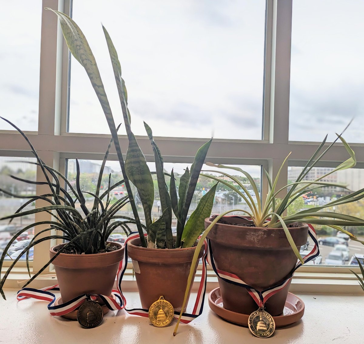 The Congressional Award celebrates #InternationalPlantAppreciationDay with our office plants! 

#plantlove 
#plantsmakepeoplehappy