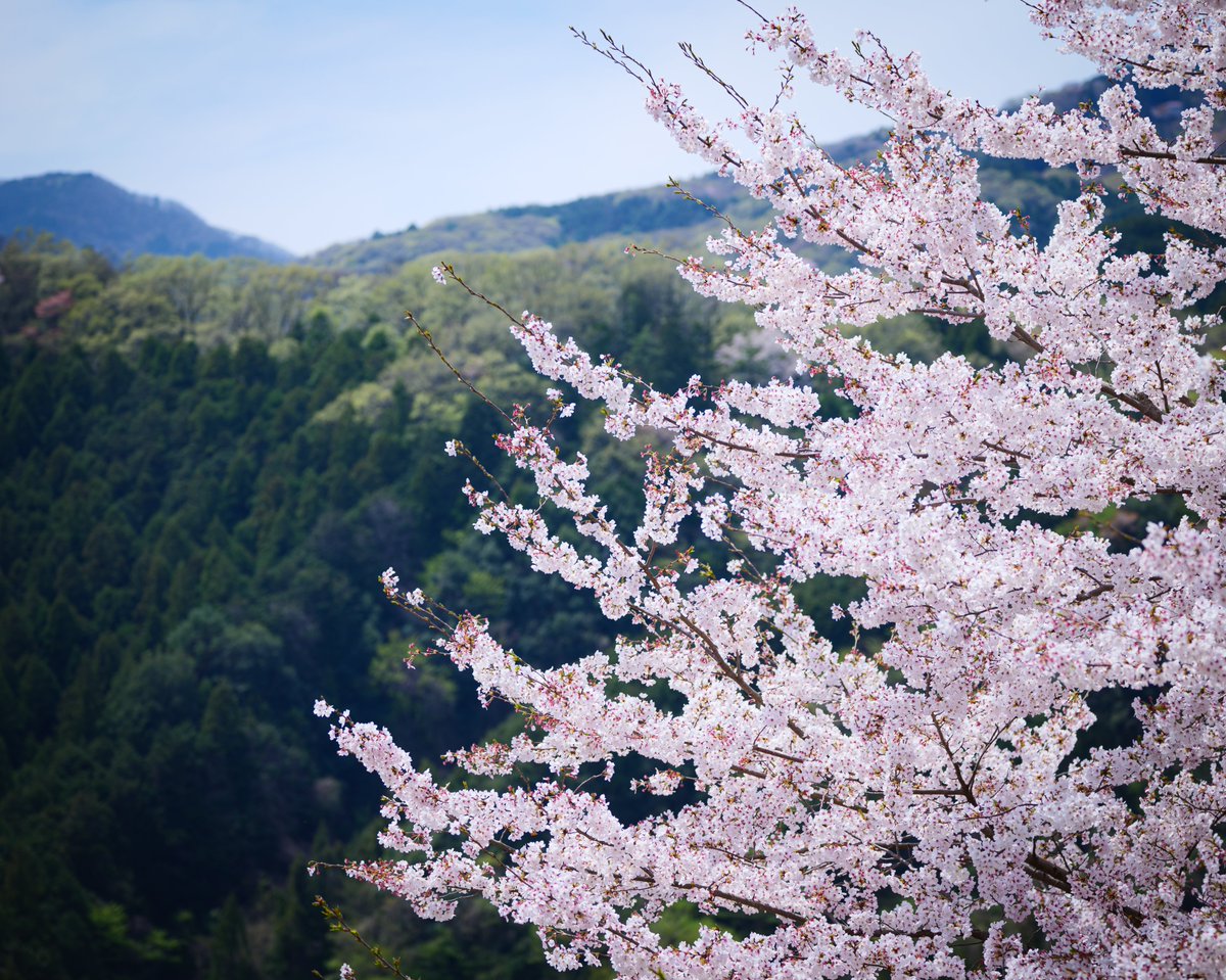 Eye_drops_flow's tweet image. 最高の桜でした🌸