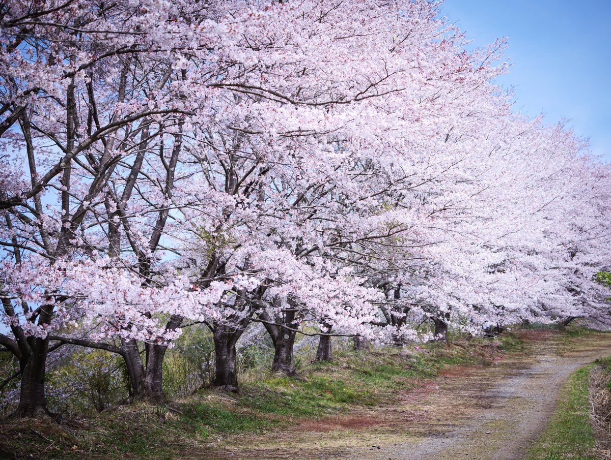Eye_drops_flow's tweet image. 最高の桜でした🌸