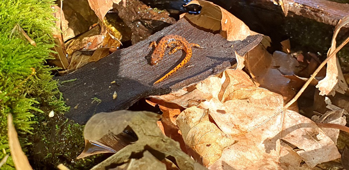 The ozarks salamanders 😍🤩🦎🤠🇺🇸