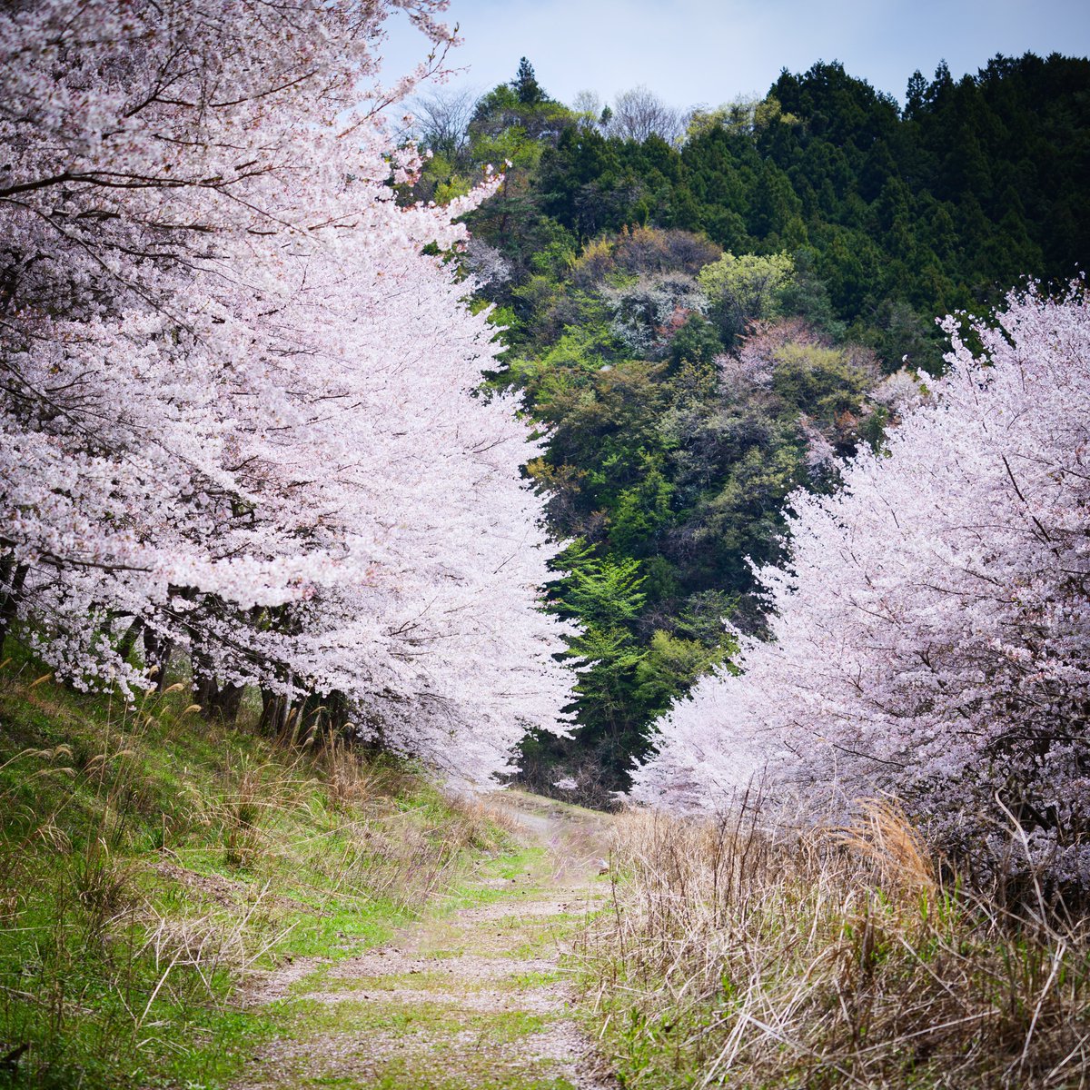 Eye_drops_flow's tweet image. 最高の桜でした🌸