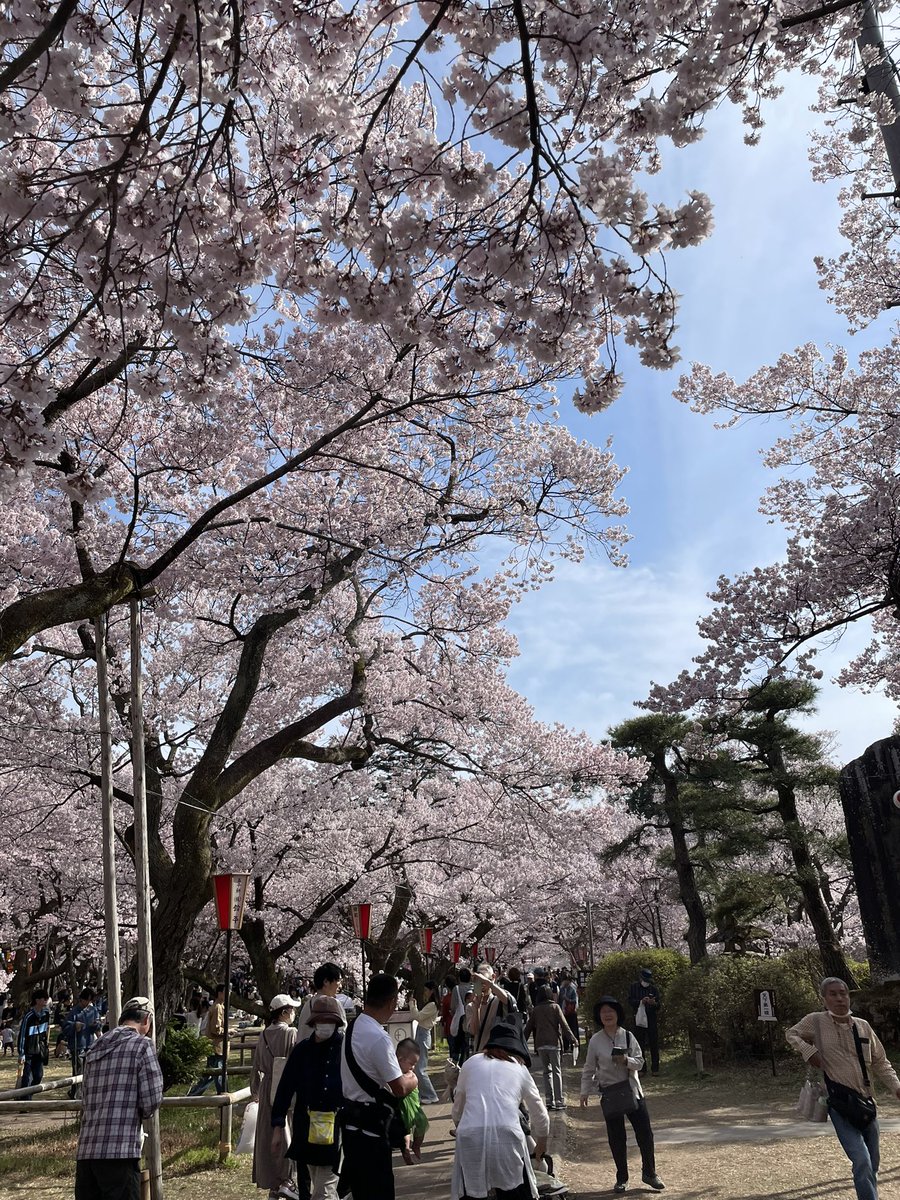 mina20010609's tweet photo. 高遠の桜綺麗だった🌸 https://t.co/vEGMqlWlDF