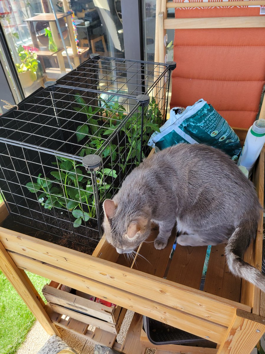 Sorry for posting more daily life than art lately but it is SPRING 🌱 which mean TIME TO PLANT STRAWBERRIES AND CHERRY TOMATOES ✨️🍓🌱🍅✨️ (and protect them from the cat who ruined my tiny garden last year... not again!)