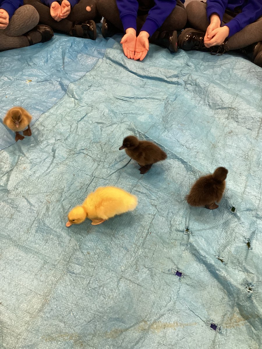GEPSClass1's tweet photo. The theme for Science Week this year was 'Time'.  We explored changes to our ducklings over time, changes in the seasons and to apple cores over 4 wks.  We discovered that not all apples taste the same, have the same no. of seeds or decay in the same way! 🐣🦆🌷☀️🍂☃️🍎🍏 https://t.co/7kUOsXQtzI