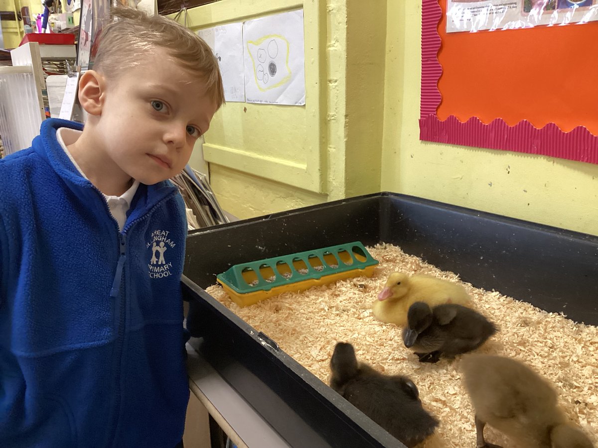 GEPSClass1's tweet photo. The theme for Science Week this year was 'Time'.  We explored changes to our ducklings over time, changes in the seasons and to apple cores over 4 wks.  We discovered that not all apples taste the same, have the same no. of seeds or decay in the same way! 🐣🦆🌷☀️🍂☃️🍎🍏 https://t.co/7kUOsXQtzI