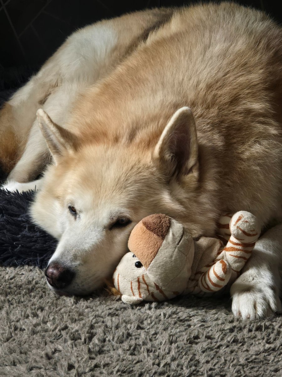 A day of snuggles today. 🐾❤️