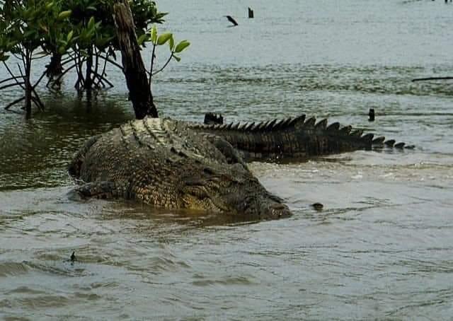@historyinmemes Reports have resurfaced about a giant 25 ft crocodile known as the Port Blair Giant in India this year.