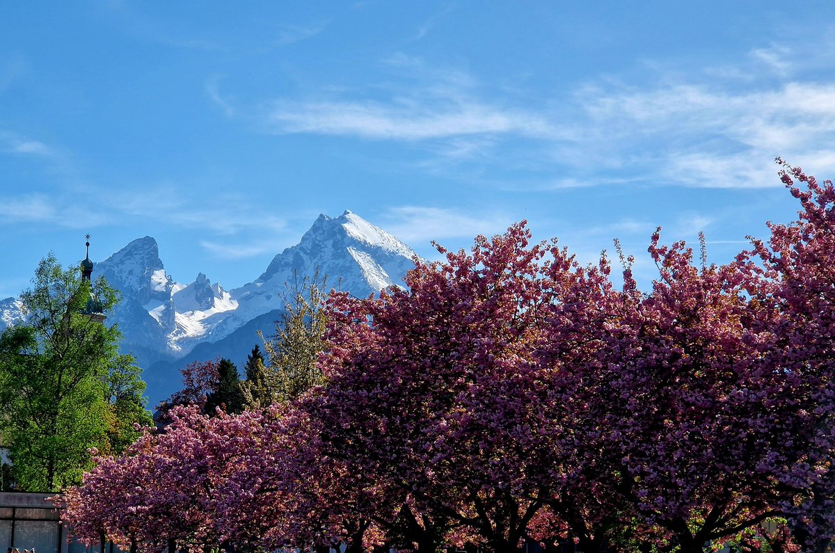 bergblick6588's tweet photo. Kirschblüte 🌸🌸🌸 https://t.co/ZLsNH3HZEz