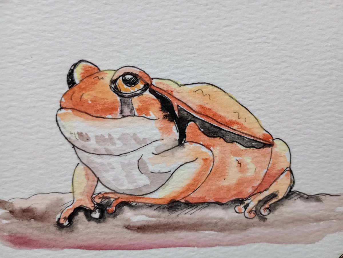 Happy Saturday! I'm joining in with #FrogApril so here is my very late Tomato Frog. I had an entire evening of frog drawing the other night. Thank you to Lisa for inviting me to join in & to all the artists already frog creating who inspired me! 💚🐸 #frogapril2024 #frogpainting