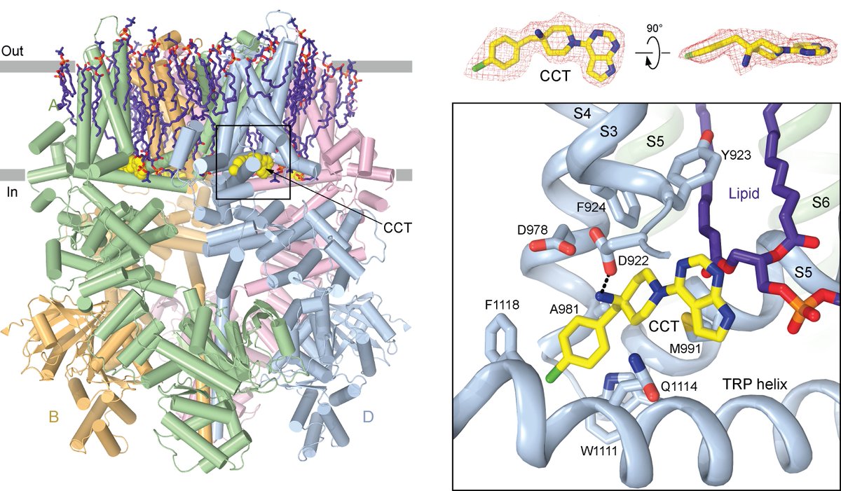 Alexander Sobolevsky (@alexandersobol6) on Twitter photo Happy to share our new paper on the structural basis of selective TRPM7 inhibition by the anticancer agent CCT128930. Collaboration between V. Chubanov, A. Sobolevsky <a href="/AlexanderSobol6/">Alexander Sobolevsky</a> and M. Kurnikova
<a href="/MKCMU/">Maria Kurnikova</a> labs. <a href="/knadezhdinPhD/">Kirill Nadezhdin</a> @arthurCantab
cell.com/cell-reports/f… Happy to share our new paper on the structural basis of selective TRPM7 inhibition by the anticancer agent CCT128930. Collaboration between V. Chubanov, A. Sobolevsky <a href="/AlexanderSobol6/">Alexander Sobolevsky</a> and M. Kurnikova
<a href="/MKCMU/">Maria Kurnikova</a> labs. <a href="/knadezhdinPhD/">Kirill Nadezhdin</a> @arthurCantab
cell.com/cell-reports/f…