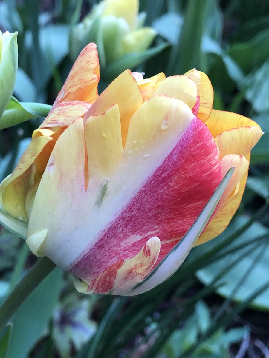 CityMouseGarden's tweet image. Absolutely my favorite tulip. The variety of streaking from bloom to bloom is wild. Of course, I say that about every tulip. But this variety really is a stunner! #TulipsInSpring