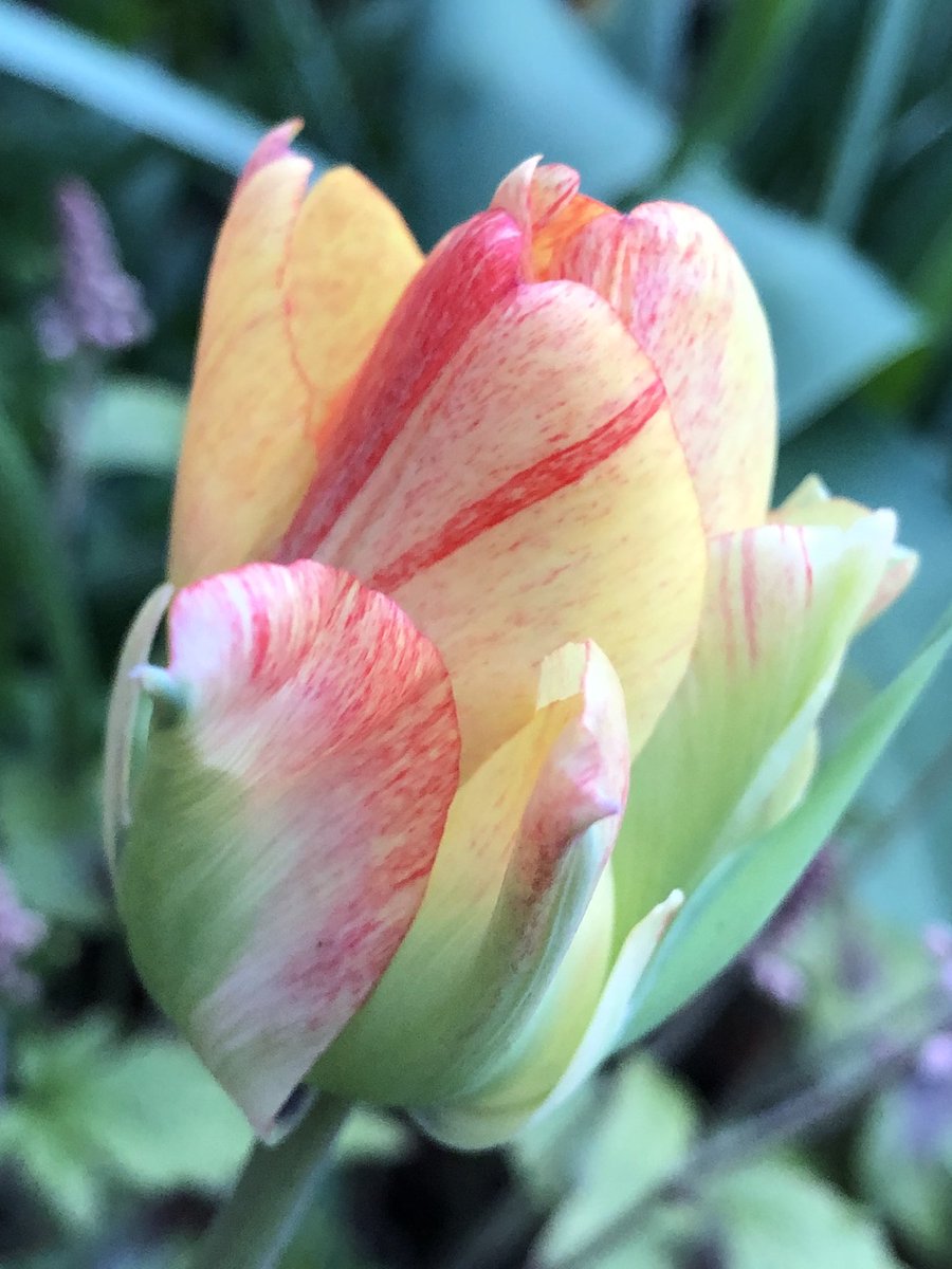 CityMouseGarden's tweet image. Absolutely my favorite tulip. The variety of streaking from bloom to bloom is wild. Of course, I say that about every tulip. But this variety really is a stunner! #TulipsInSpring