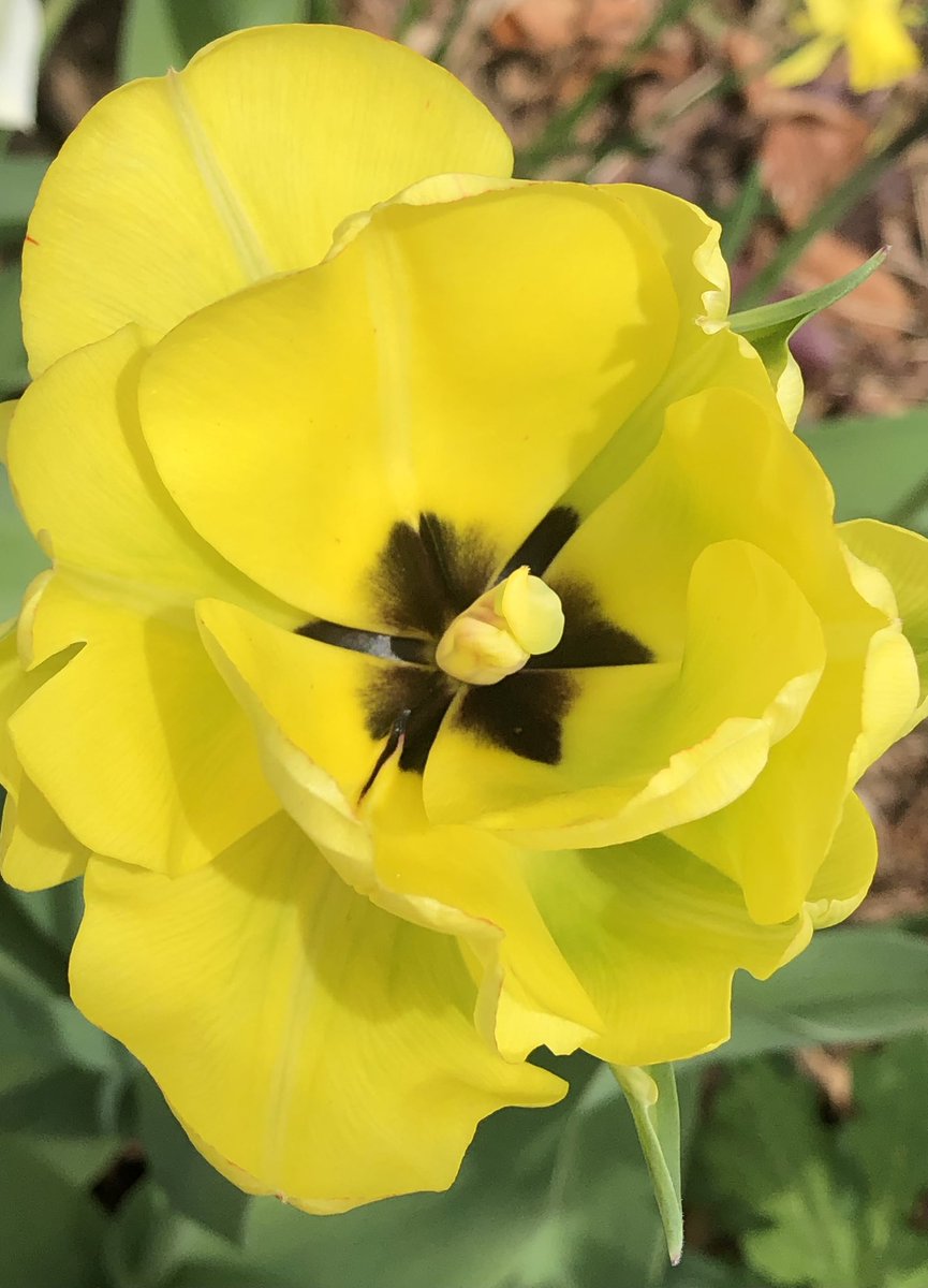 CityMouseGarden's tweet image. Same variety. Looks so different as the light changes as well. Just delightful. #Tulips #TulipsInSpring