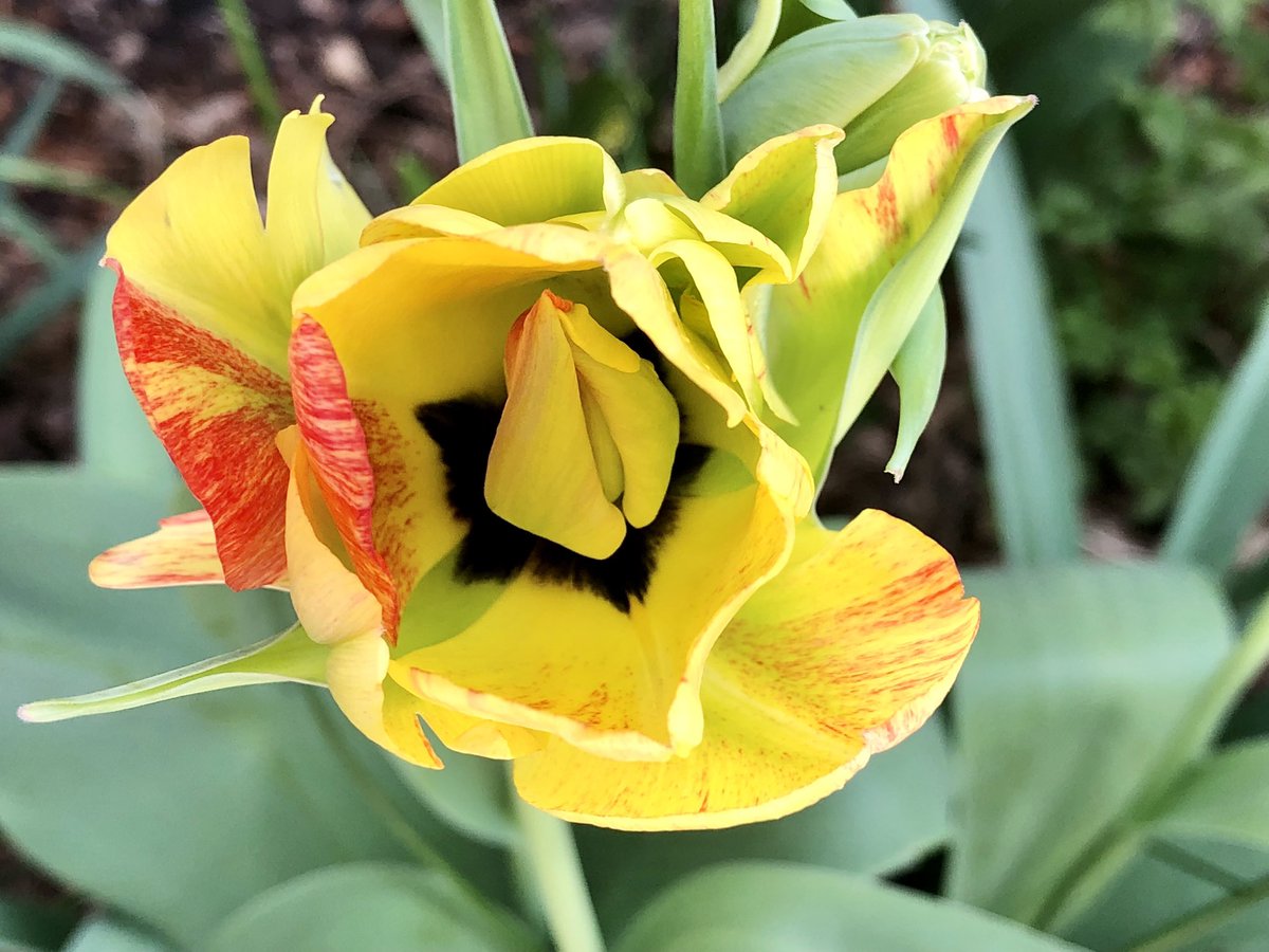 CityMouseGarden's tweet image. Same variety. Looks so different as the light changes as well. Just delightful. #Tulips #TulipsInSpring