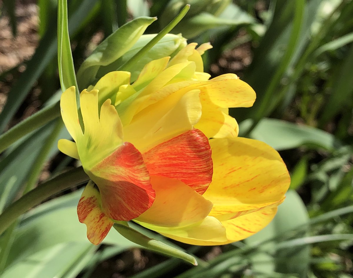 CityMouseGarden's tweet image. Same variety. Looks so different as the light changes as well. Just delightful. #Tulips #TulipsInSpring