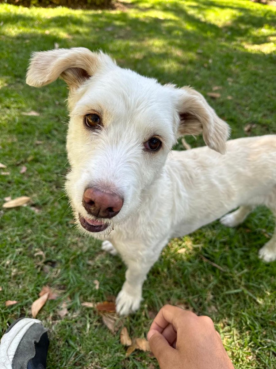 Seguimos buscando a Tequila, el día de ayer entraron y se robaron a mis dos perritas de la Col. Del Valle, a una la dejaron suelta en el Parque de los Coyotes pero Tequila aún no aparece. Favor de compartir para que Tequila vuelva a casa. 🙏 <a href="/SoyCoyoacanense/">Soy Coyoacanense</a> <a href="/TQuieroCoyoacan/">Te Quiero Coyoacán</a>