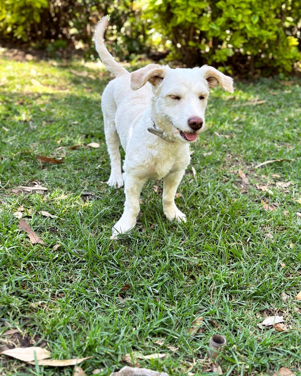 nnh95's tweet photo. Seguimos buscando a Tequila, el día de ayer entraron y se robaron a mis dos perritas de la Col. Del Valle, a una la dejaron suelta en el Parque de los Coyotes pero Tequila aún no aparece. Favor de compartir para que Tequila vuelva a casa. 🙏 @SoyCoyoacanense @TQuieroCoyoacan https://t.co/foj3I2rXKY