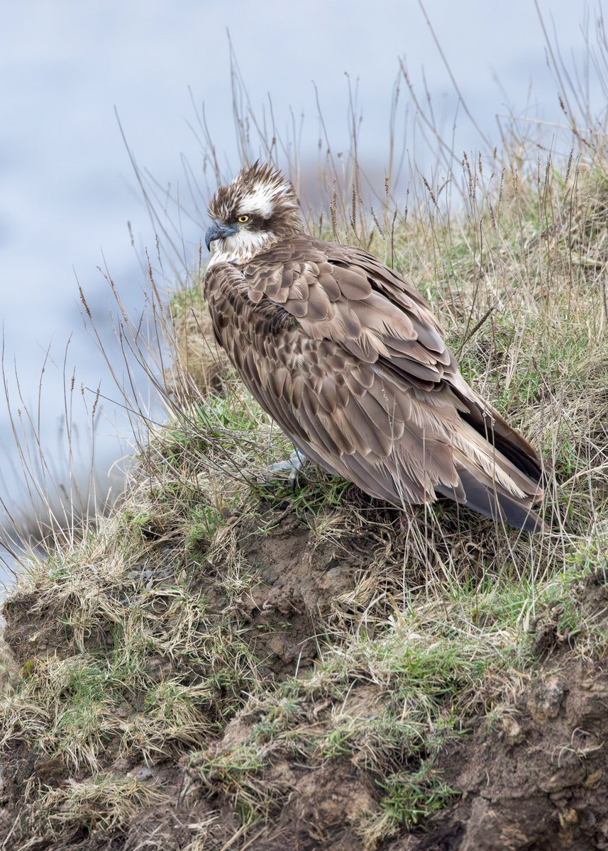 Great to hear that Osprey 184 has headed off north following a brief pause in migration this week. @BirdGuides @NTBirdClub @RareBirdAlertUK #hartley #stmarysisland #Northumberland