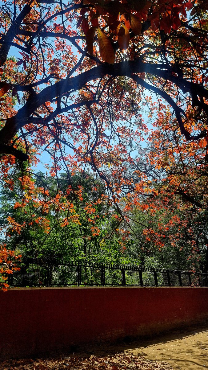 APRIL IN CHANDIGARH New leaves, New hope! #BaisakhiFestival Happy Baisakhi 🌾🌾🌾🌳🌳🌼🏵🌻 #positivity #hope #Chandigarh