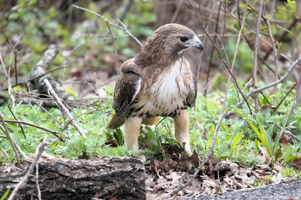 Positive photo day 1489: Today's 'up close and personal' experience was with this Red-tailed Hawk in Van Cortlandt Park near the Stables. Check out those legs! #birdphotography #wildlifephotography #Bronx #NYC @vcpalliance @wildnewyorkshow @BirdBronx