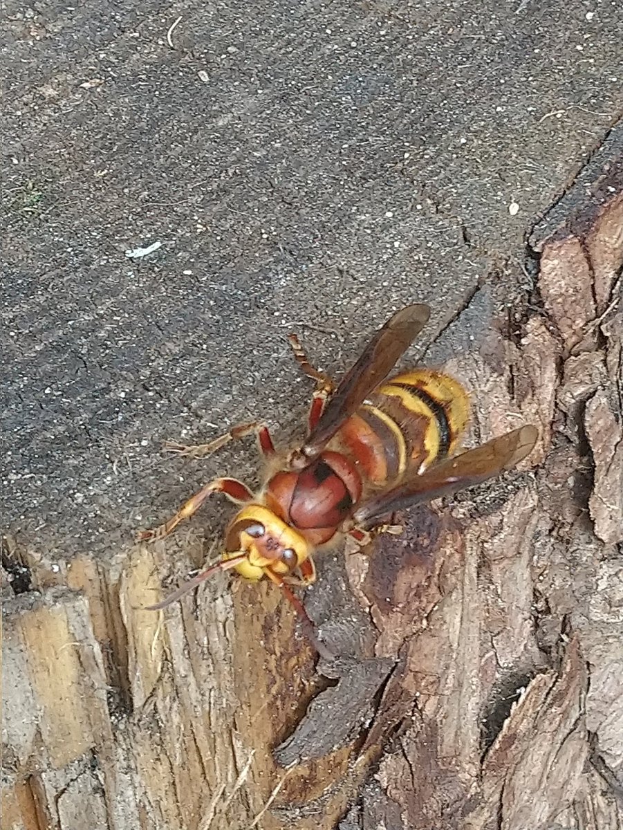 That's what you call a wasp. 😄