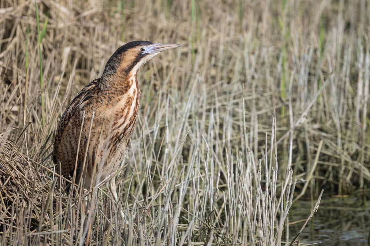 SalkeldTim's tweet photo. A Bittern showed nicely in Cotswold Water Park today! https://t.co/N03Rn6xANT
