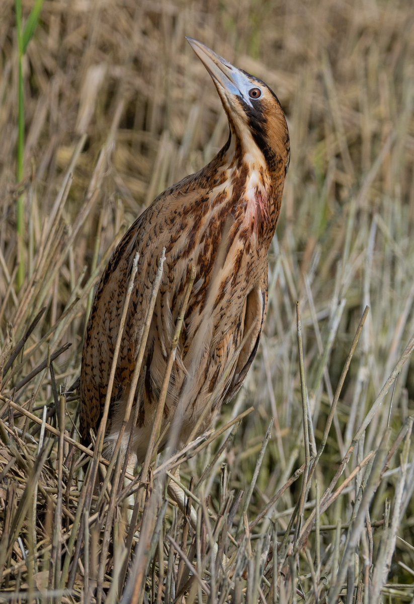 SalkeldTim's tweet photo. A Bittern showed nicely in Cotswold Water Park today! https://t.co/N03Rn6xANT