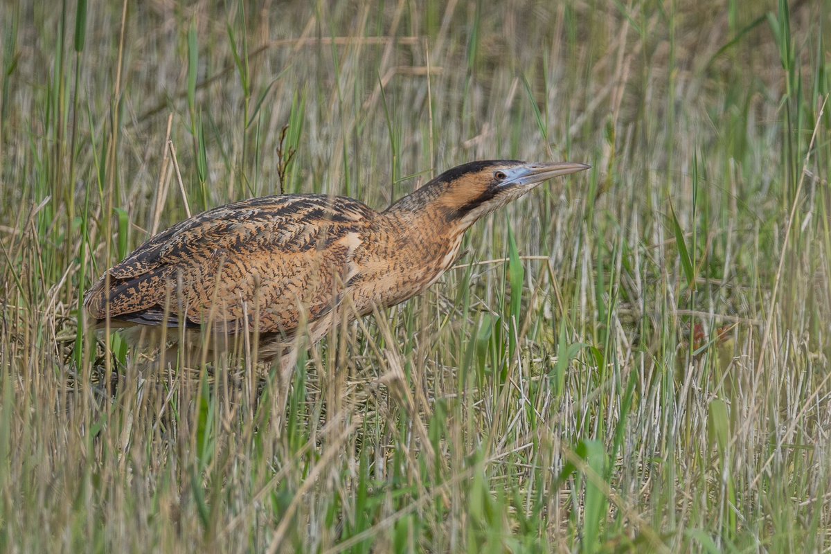 SalkeldTim's tweet photo. A Bittern showed nicely in Cotswold Water Park today! https://t.co/N03Rn6xANT