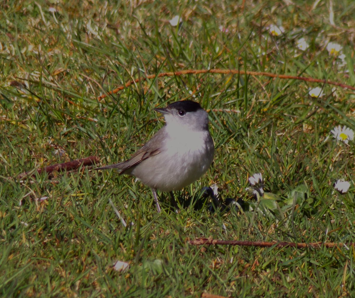 A small arrival in the Balephuil #Tiree garden after this morning's rain - 2 male Blackcaps, 1 Willow Warbler, 1 Chiffchaff, 1 Goldcrest and 1 Greenfinch @PatchBirding