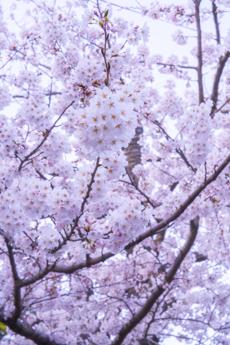 🌸

撮影:キョータ 

#桜 
#風景写真
#カメラマン 
#フォトグラフィ 
#ダレカニミセタイケシキ
#love_bestjapan
#lovers_nippon
#bestjapanpics
#art_of_japan_