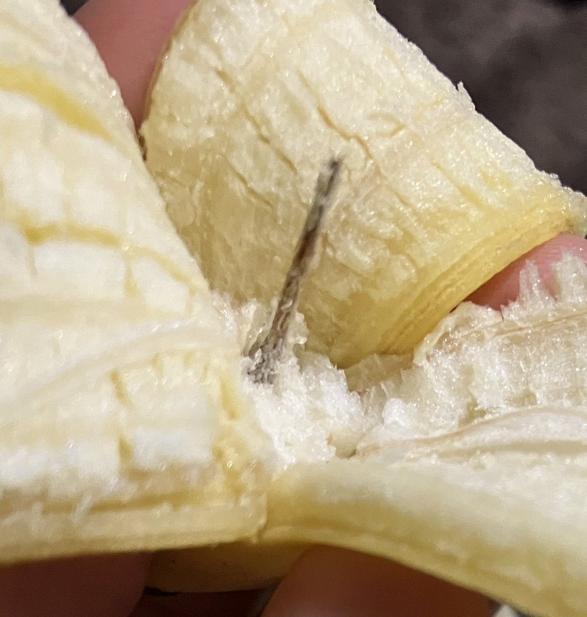tzoo11's tweet photo. こんな時間に言うことじゃないけど🍌のこのスポってぬいた後の部分が子どもの頃からめちゃくちゃ怖かった笑笑
幼稚園で給食に出るの泣きそうにイヤだった。
そしてそれを言えなかった🥺
ま今、食べてるんだけど😋 https://t.co/WgB7H3xzFX