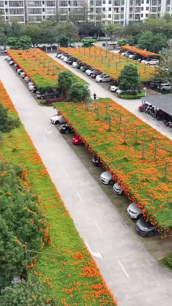 pkas1111's tweet photo. Les presento un parking de cubiertas vegetales para generar sombras y contribuir a naturalizar el espacio
📷Sucede en Nanning (China)⤵️ https://t.co/4ASVsR4mYN