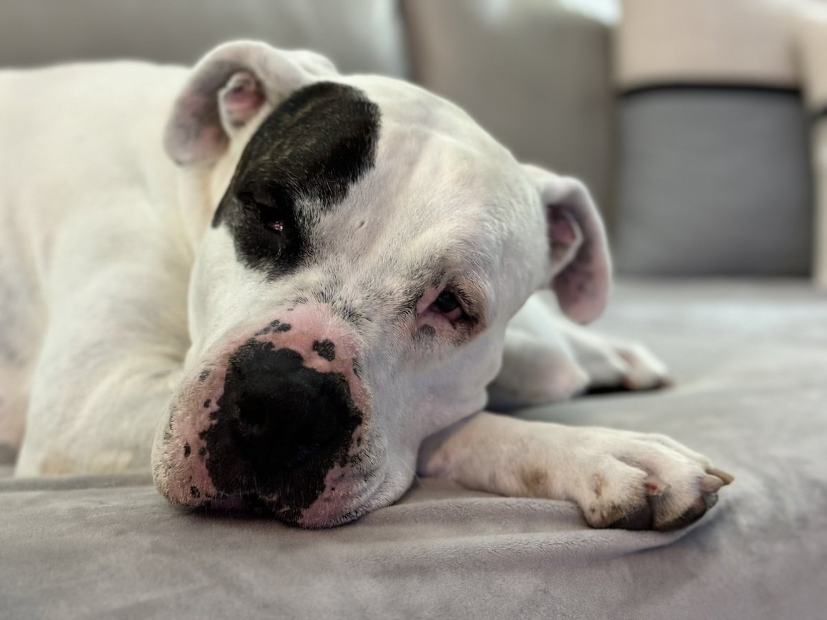 Senior portrait.
 @humanesociety @deafdognetwork #dogsoftwitter @dogvideosdaily @contextdogs @tweeetsofdogs @deafdogrescue #americanbulldogs #rescuedog #dogreels #dogdad #dogsofmiami @dog_rates @DoggosDoing