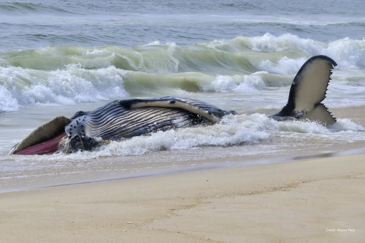 #Whales

The young humpback whale found on Thursday in New Jersey died of catastrophic injuries consistent with ship strike: multiple fractures of the skull and cervical vertebrae, a dislocated scapula & numerous dislocated ribs.

He's the 16th this year on the US East coast.