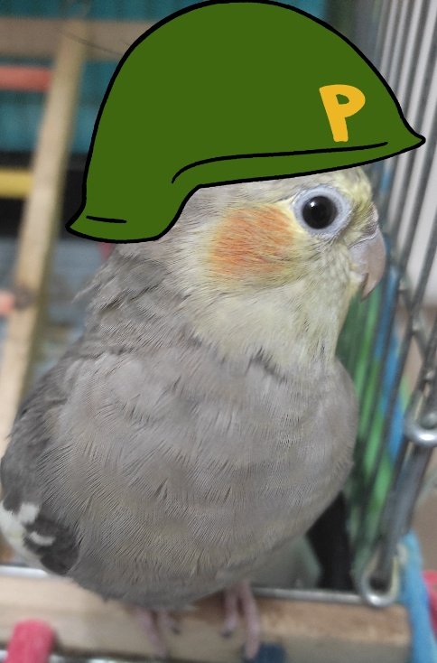 masi_hdr's tweet photo. @ponkesol My bird said I'm Ready! 🪖 https://t.co/52LkHSJfst