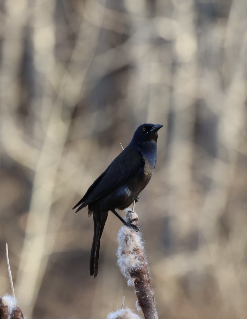 Millions of birds are taking to the skies right now. We get to host some of them! Brewer’s Blackbird, Edgemont Wetland, #yyc #birds #spring