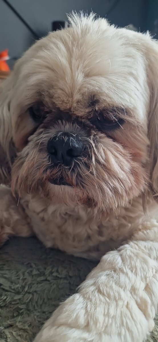 Hello pals 💛 💖 
Me popped in to tell you me not feeling too good. Me cheek is swollen and I have a operation to removed some teeth that are causing absesses. Just asking to send prays on Tuesday 😌😌😌