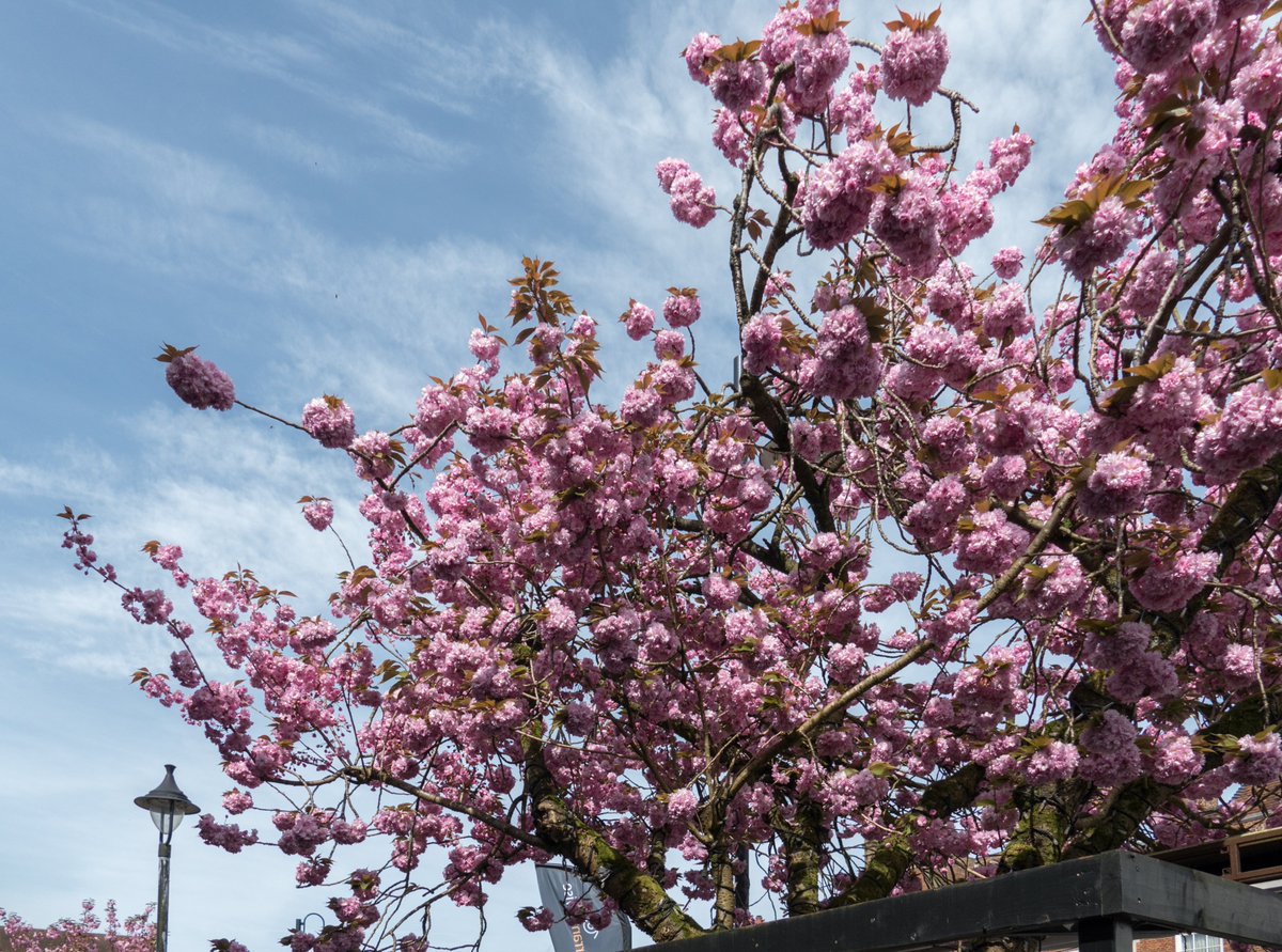 @AboutEG @JohnPye7 Japanese Flowering Cherry looking great this morning on the High Street East Grinstead