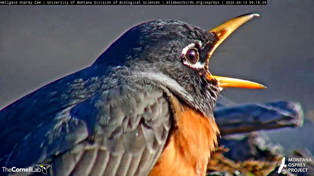 09:18, 4/13 Everyone's happy that Iris has returned! #HellgateOsprey