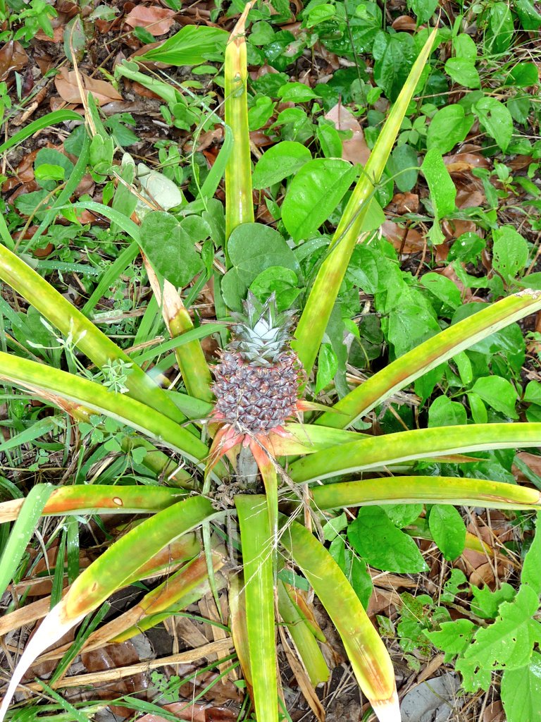#365DaysOfFieldwork: If you haven't seen how a pineapple looks like when it grows, you're missing something incredible! Enanansi, pineapple in Luganda language, is grown by small-scale farmers in Western Uganda and then sold in Kampala markets. 🍍 #Uganda #fruit #INPST