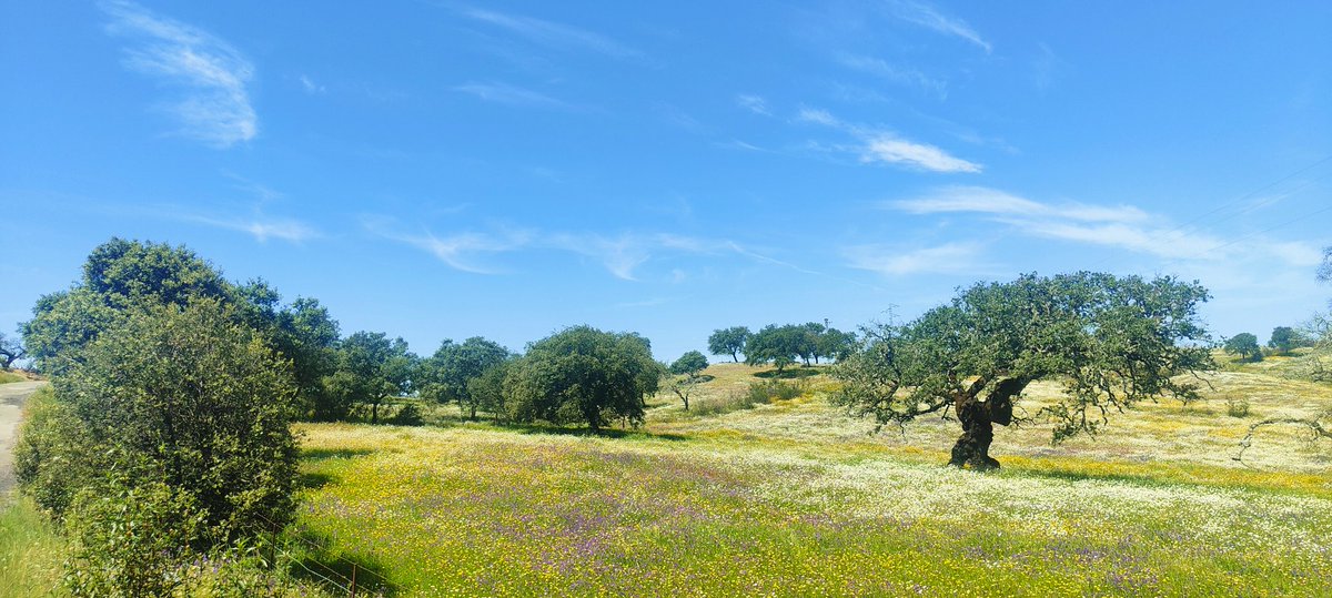 FeliMoreno_'s tweet photo. Primavera en El Andévalo. Iguálalo si puedes #Andevalo #Primavera #Spring #Andalucia #Huelva #ElTiempoHoy https://t.co/uVAfvnff7n