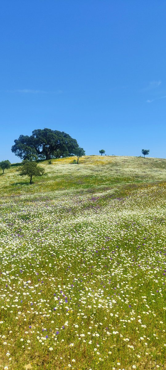 FeliMoreno_'s tweet photo. Primavera en El Andévalo. Iguálalo si puedes #Andevalo #Primavera #Spring #Andalucia #Huelva #ElTiempoHoy https://t.co/uVAfvnff7n