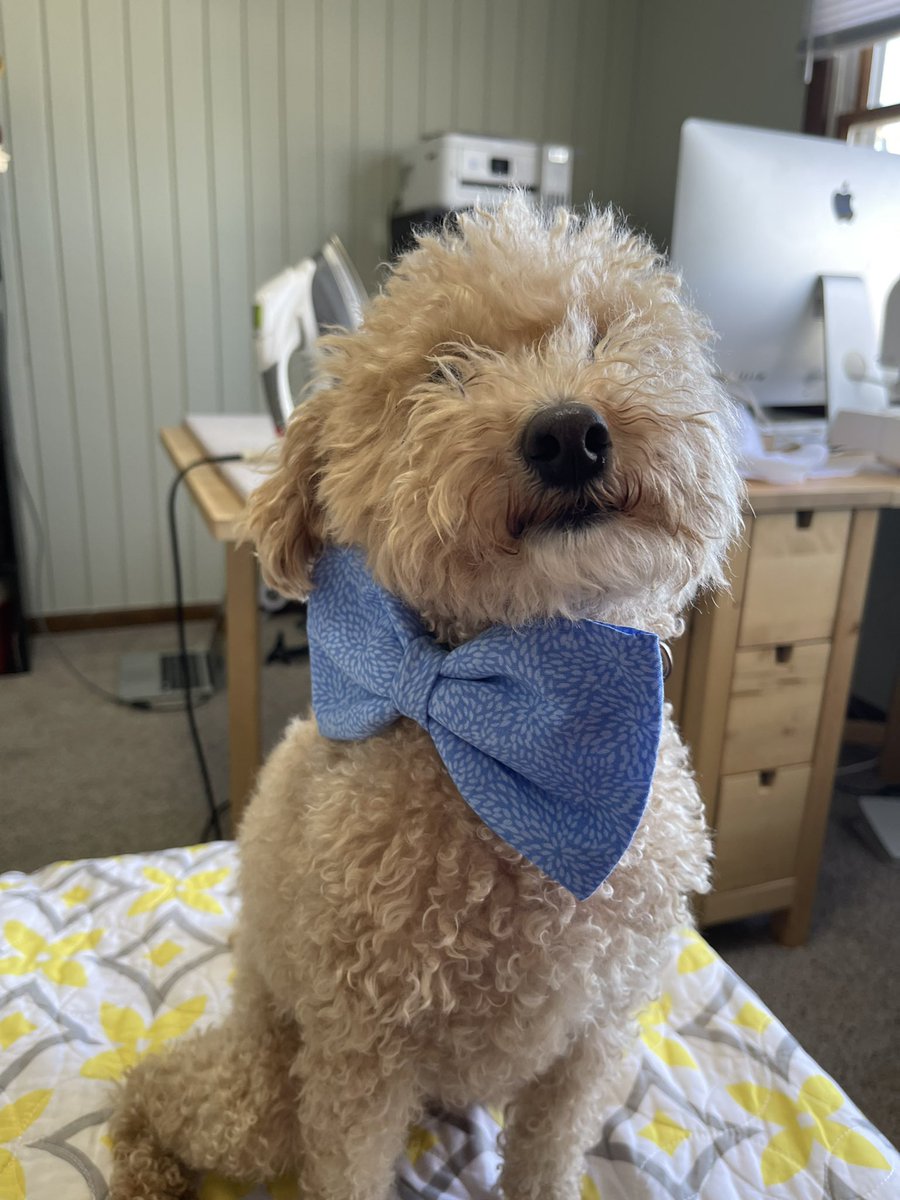 Today work life balance (and stress relief from K01 grant writing) is sewing cute dog bow ties. How cute is little Sparky modeling the one made for my nephew fur baby who is 7x his size! 🤣🥰♥️🐾