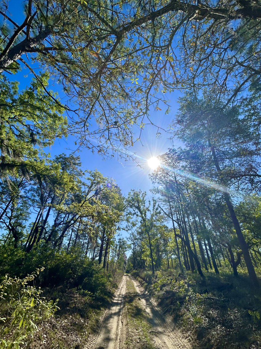 Love These Seemingly Endless Floridian Trails 🖖🏼💚🖖🏼 @StormHour @FLskygazer @ThePhotoHour ✌🏼💚✌🏼