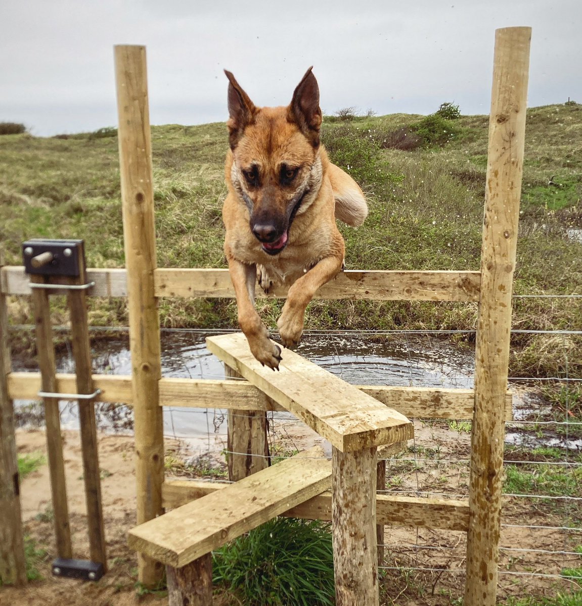 One giant leap 🐕 #KenfigNatureReserve