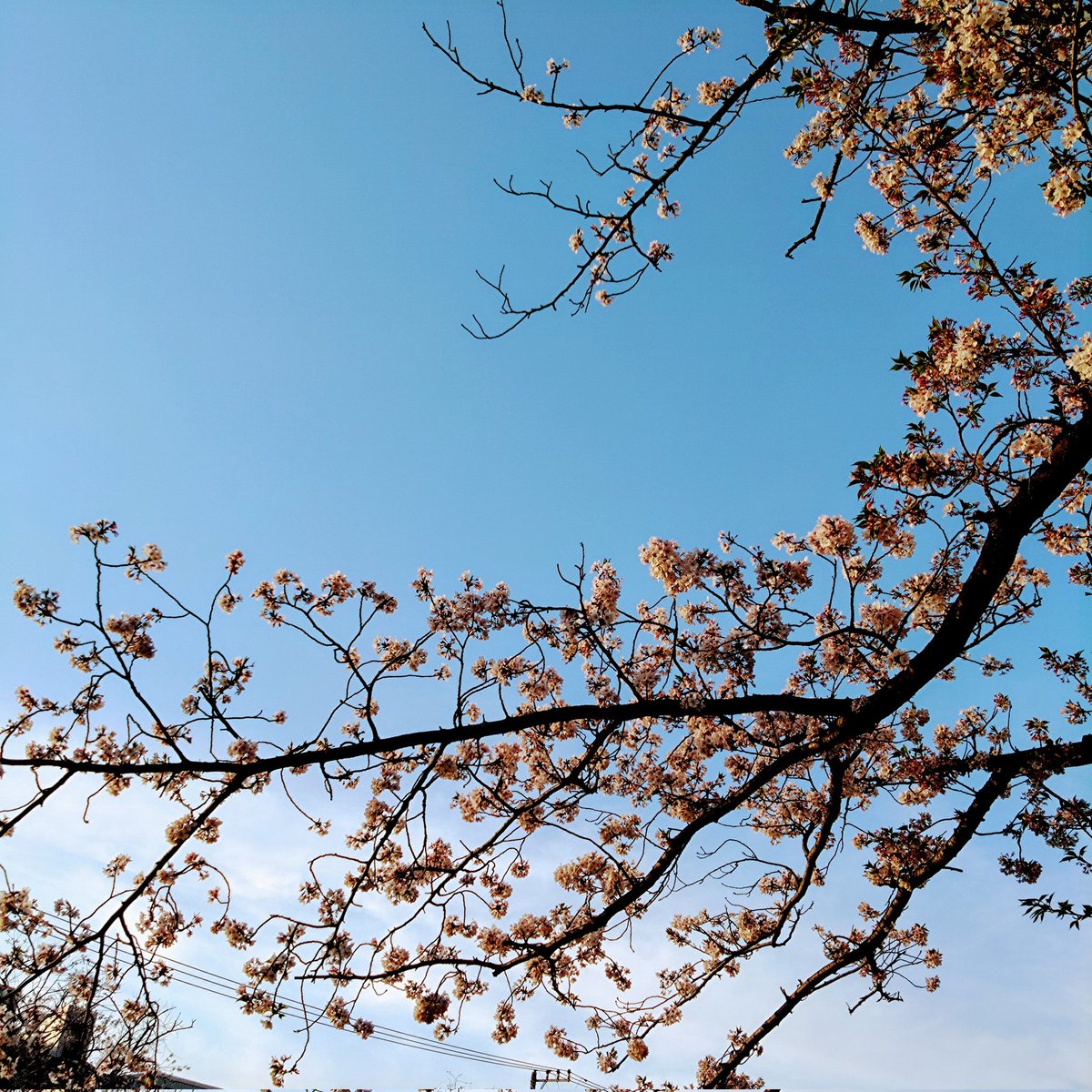 今日も大岡川沿いを散策。 まだお花見出来ました😊🌸 #かこそら #街角の花 #街角の花々 ＃桜 #キリトリセカイ #yokohama #横浜 #大岡川