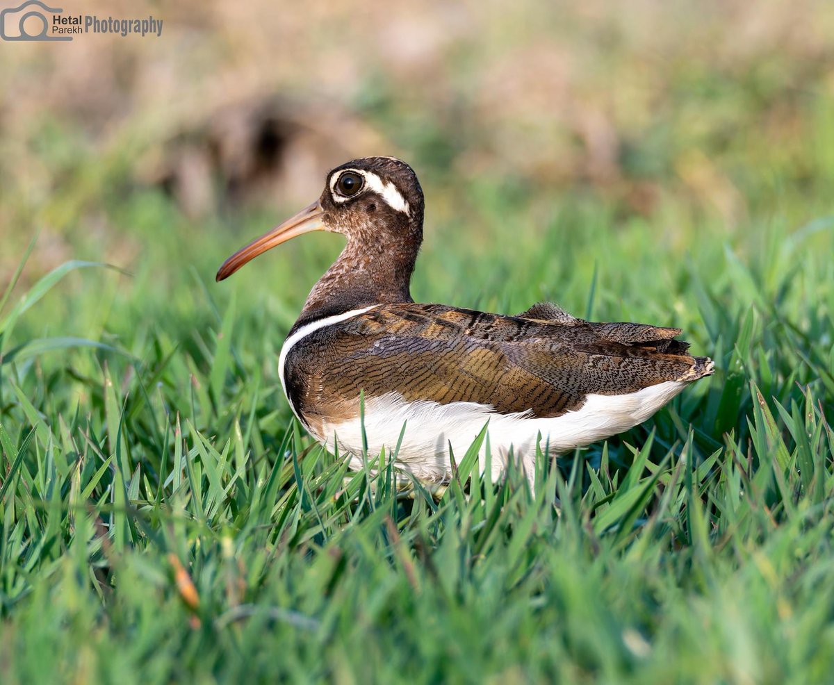 Greater Painted Snipe Rostratula benghalensis #BBCWildlifePOTD #bird #birdphotography #BirdsOfTwitter #BirdsSeenIn2024 #BirdTwitter #bnhs #dailypic #indiAves #natgeoindia #NaturePhotograhpy #NifFeature #nikon #SHUTDOWN #ThePhotoHour #TwitterNatureCommunity #wildlifephotography