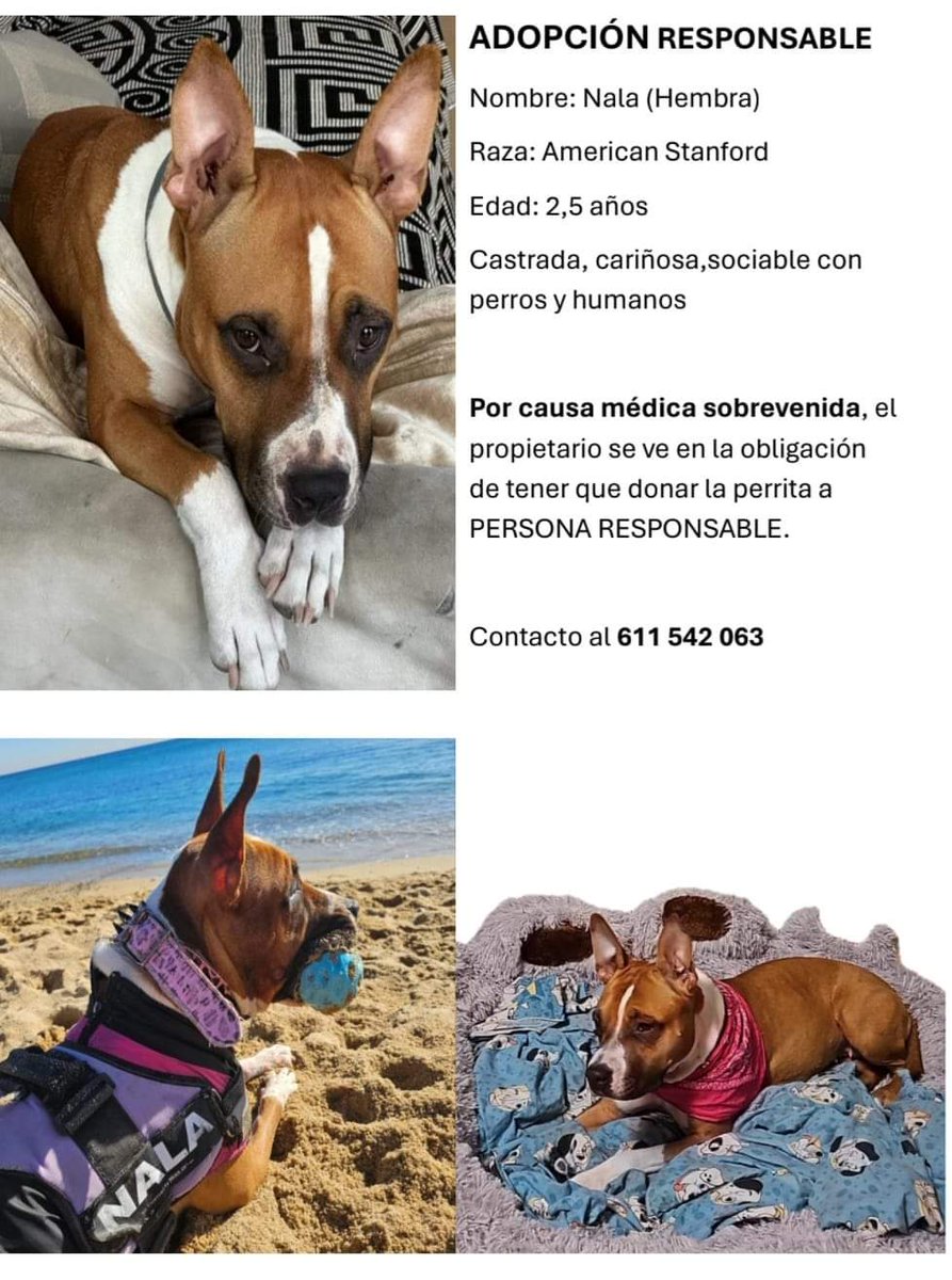 DIFUNDO ADOPCIÓN RESPONSABLE Nombre:Nala (Hembra) Raza: American Stanford Edad:2,5 años Castrada,cariñosa,sociable con perros y humanos Por causa médica sobrevenida,el propietario se ve en la obligación de tener que donar la perrita a PERSONA RESPONSABLE Badalona 611 542 063